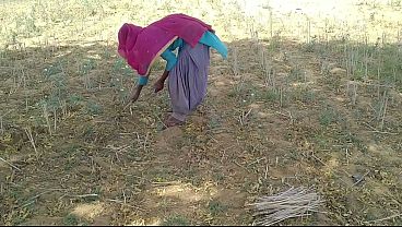 Desi Indian Boyfriend Ngewein Pacarnya Yang Lagi Kerja Di Sawah, Bikin Makin Basah